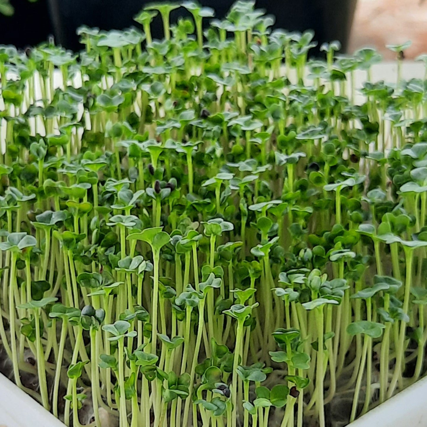 BROCCOLI Microgreen Seeds | 50gm | Open Pollinated, Non Treated, Non GMO Seeds | 90% Germination