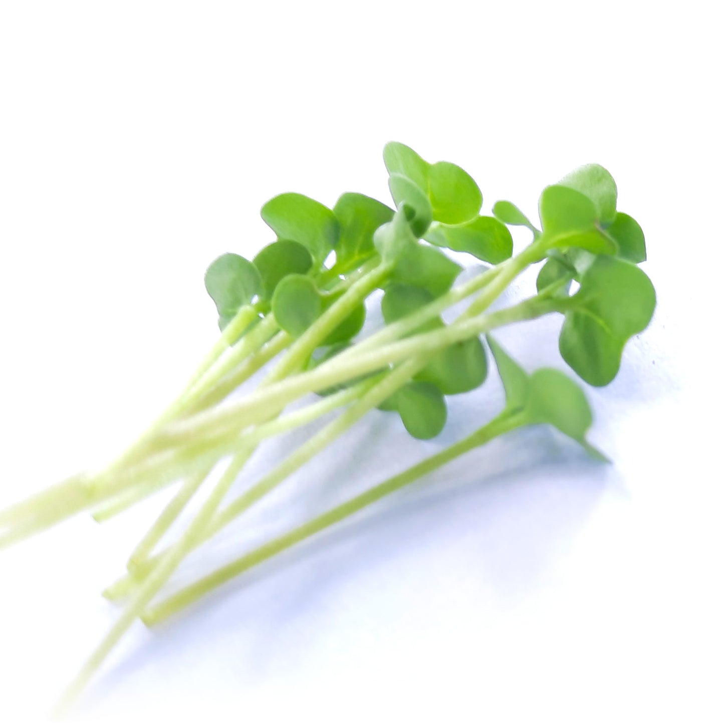 BROCCOLI Microgreen Seeds | 50gm | Open Pollinated, Non Treated, Non GMO Seeds | 90% Germination