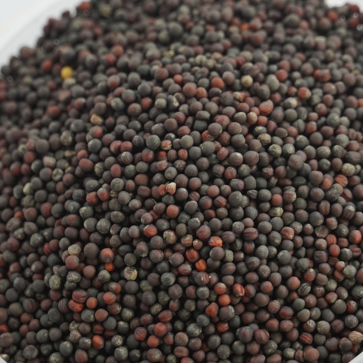BROCCOLI Microgreen Seeds | 50gm | Open Pollinated, Non Treated, Non GMO Seeds | 90% Germination