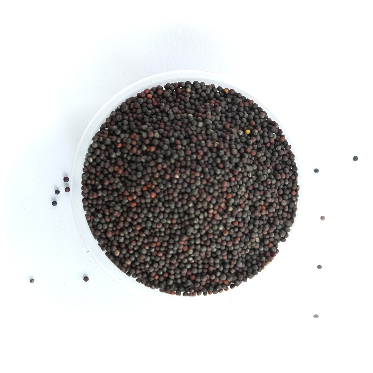 BROCCOLI Microgreen Seeds | 50gm | Open Pollinated, Non Treated, Non GMO Seeds | 90% Germination
