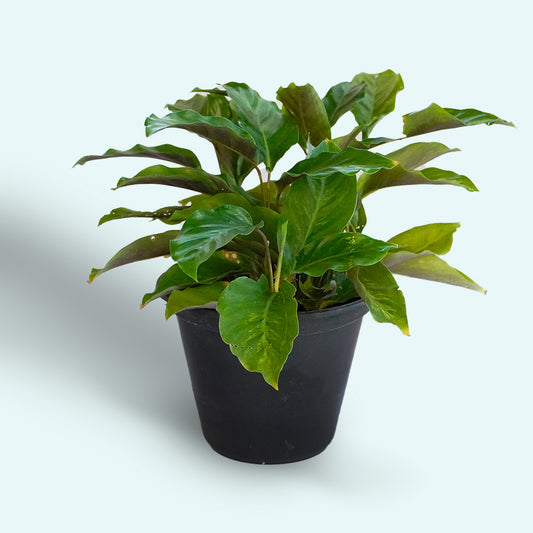 Calathea Misto Plant Small