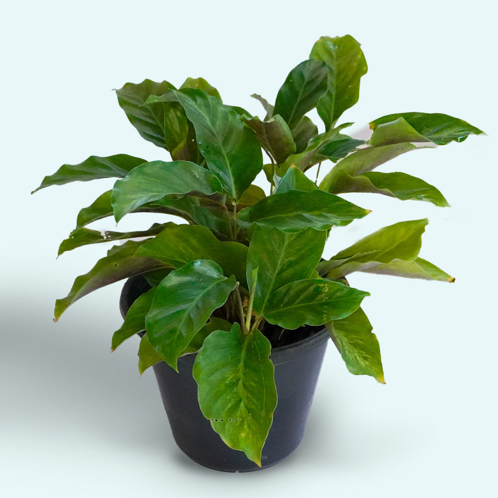 Calathea Misto Plant Small