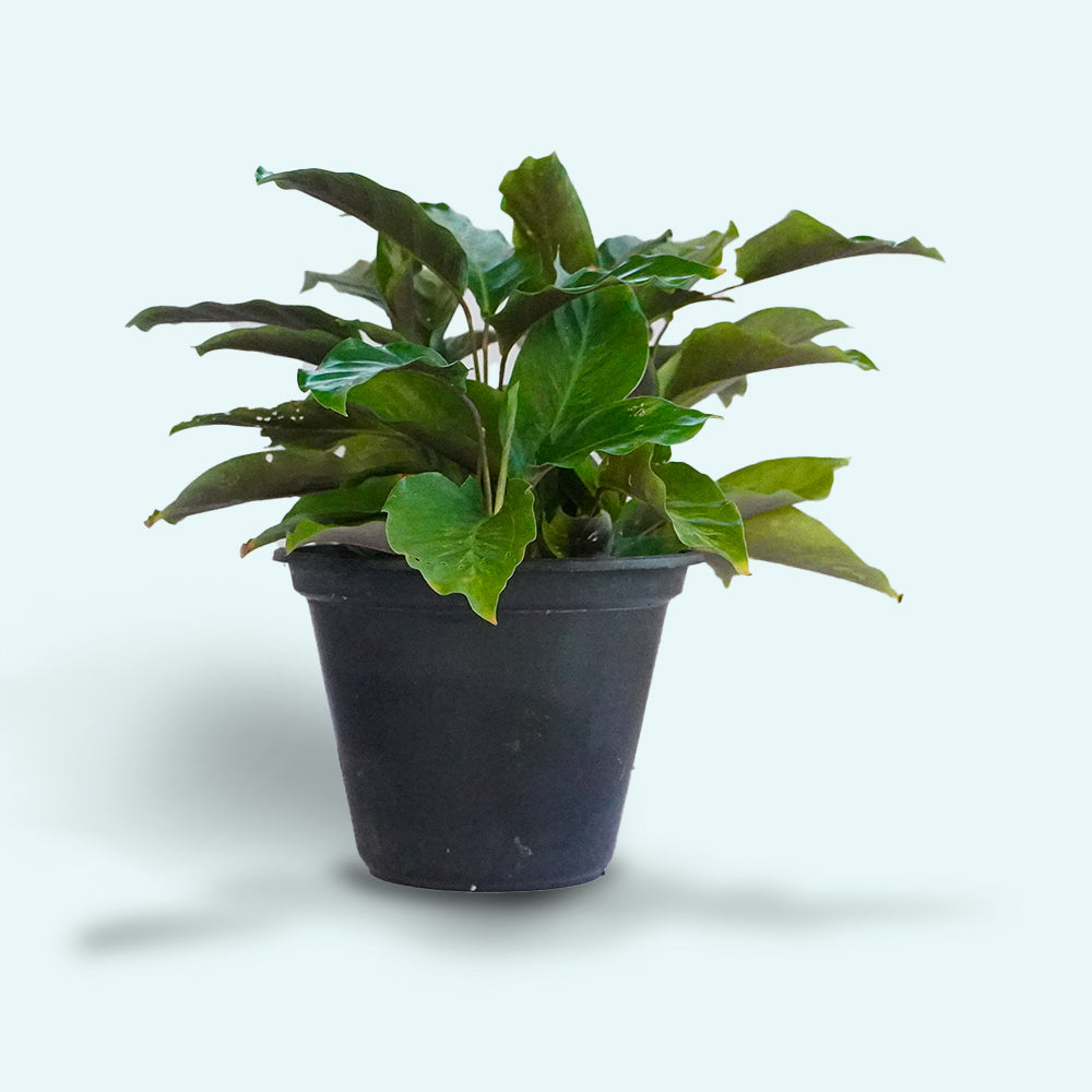 Calathea Misto Plant Small
