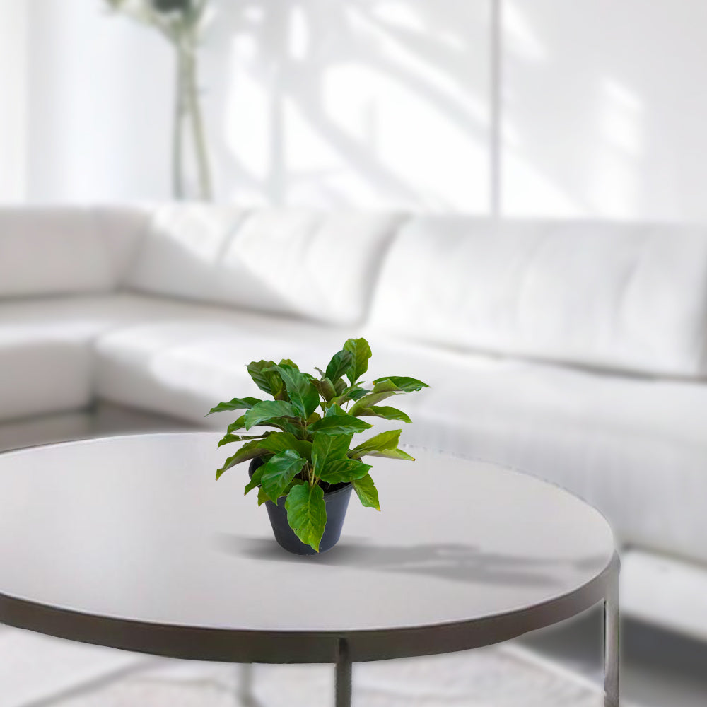 Calathea Misto Plant Small