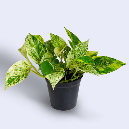Marble Queen Pothos