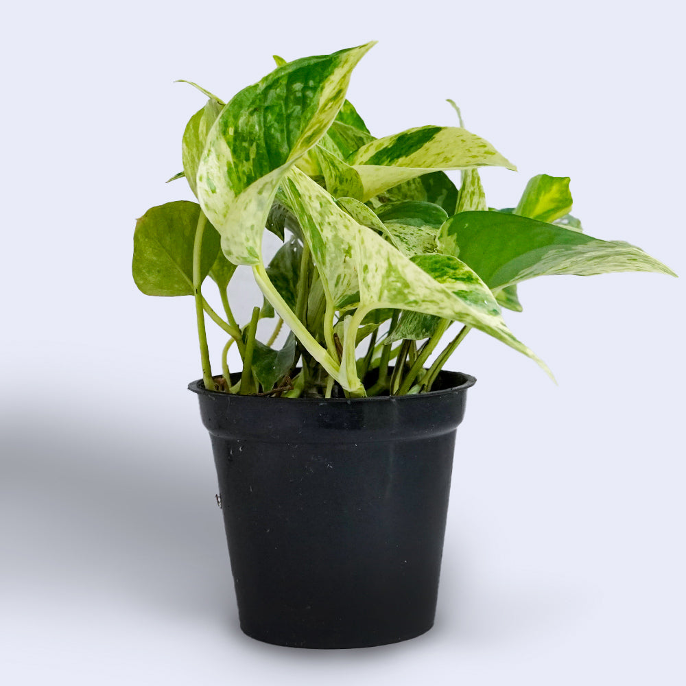 Marble Queen Pothos