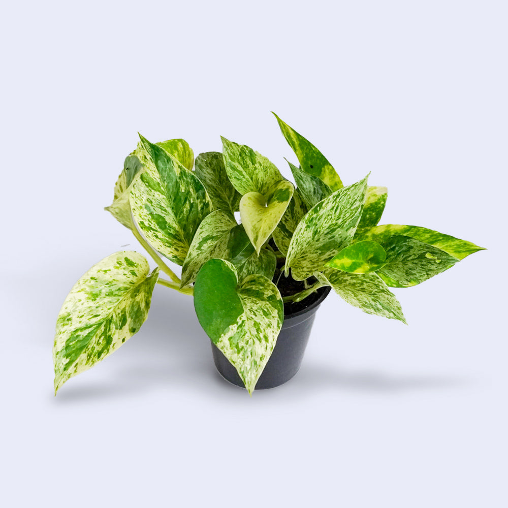Marble Queen Pothos