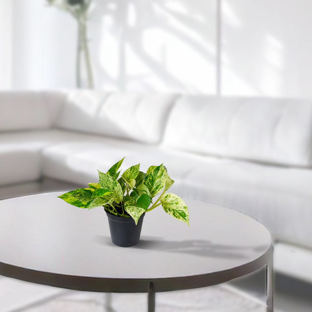 Marble Queen Pothos
