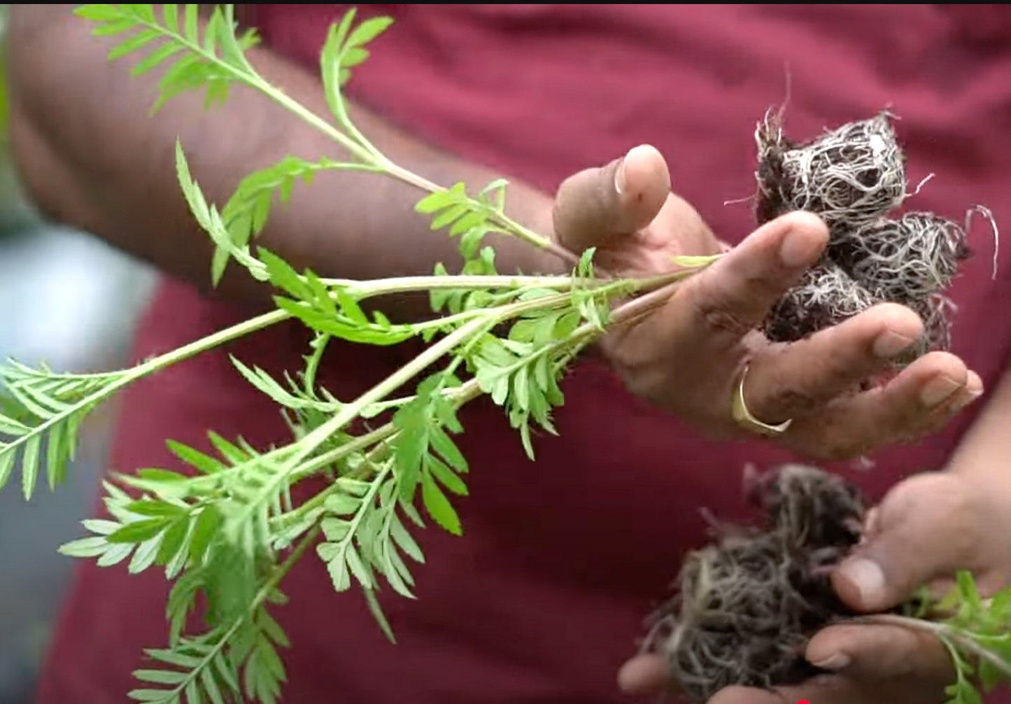Marigold Seedlings – Orange & Yellow COMBO (2 Weeks Old Hybrid Plants)