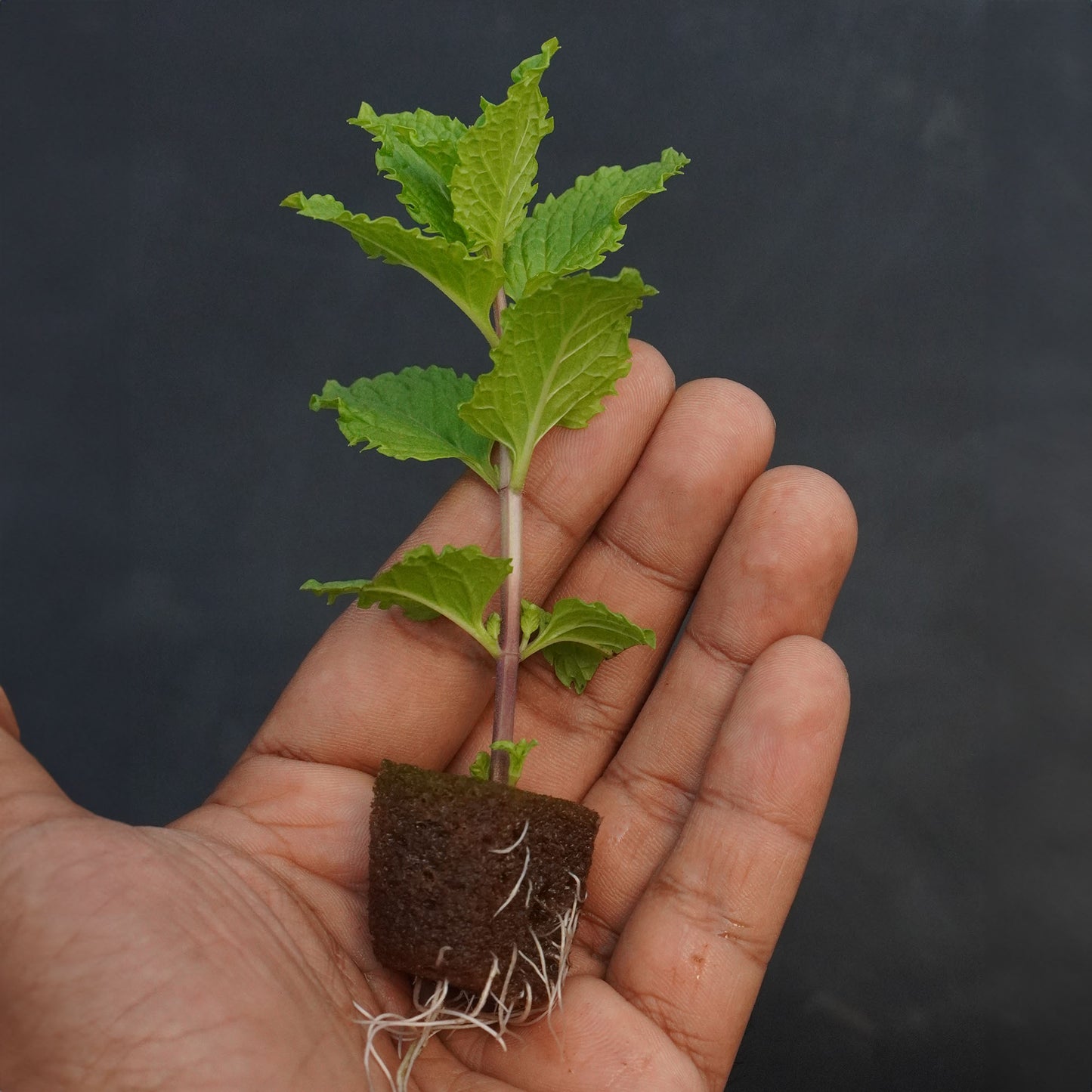 Mint Pudhina-well rooted, 3 weeks old, Brand: Generic