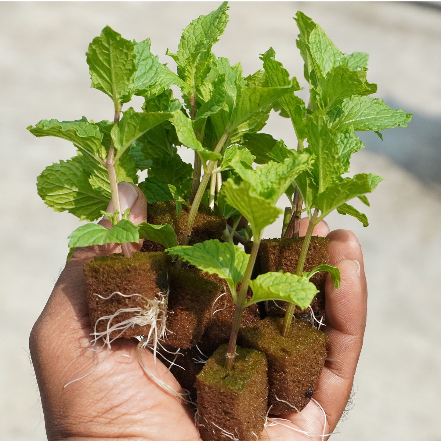 Mint Pudhina-well rooted, 3 weeks old, Brand: Generic