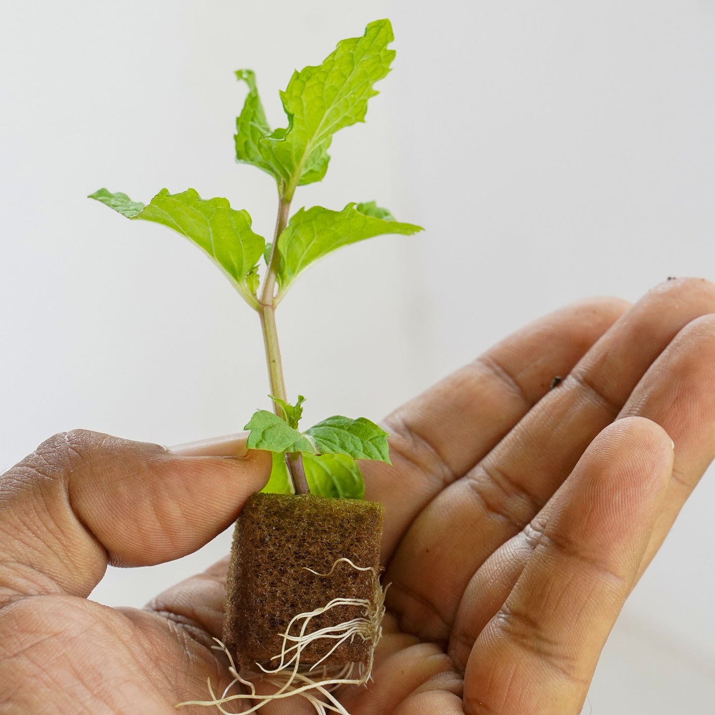 Mint Pudhina-well rooted, 3 weeks old, Brand: Generic