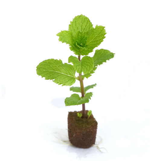 Mint Pudhina-well rooted, 3 weeks old, Brand: Generic