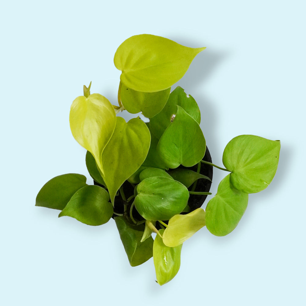 Neon Pothos
