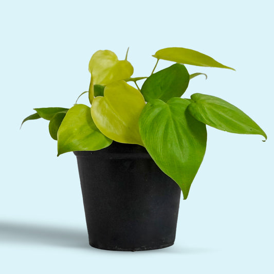 Neon Pothos