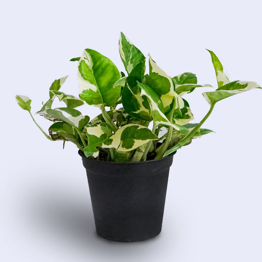 Njoy Pothos