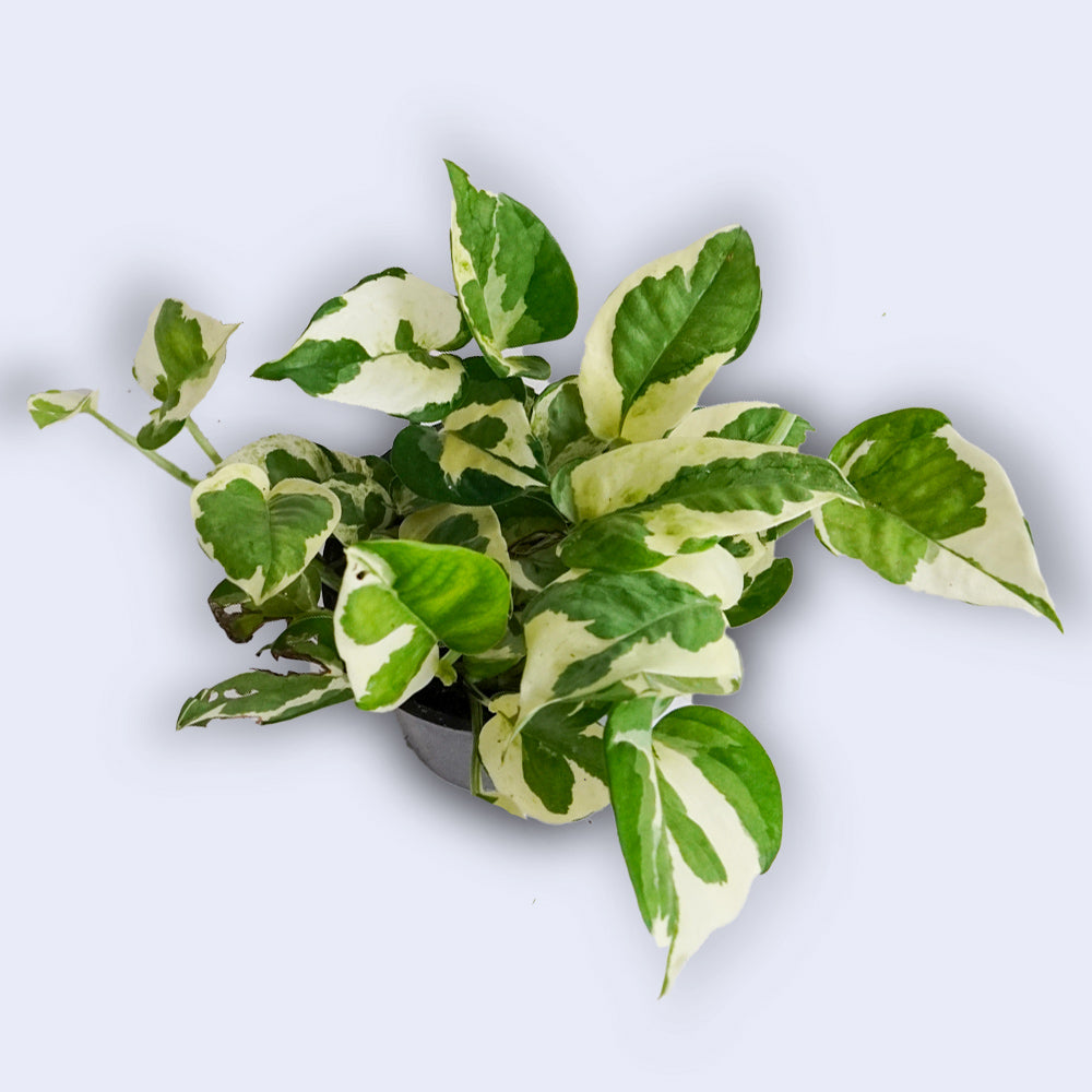 Njoy Pothos