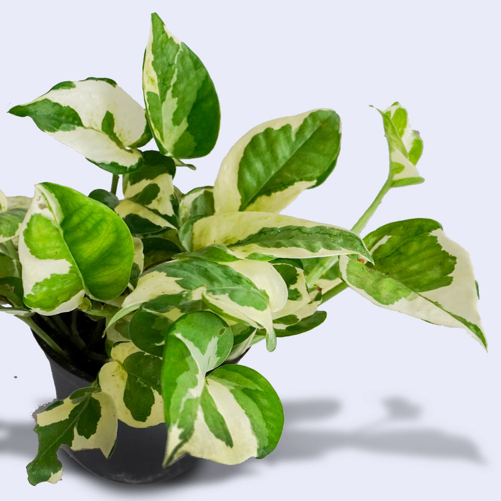 Njoy Pothos