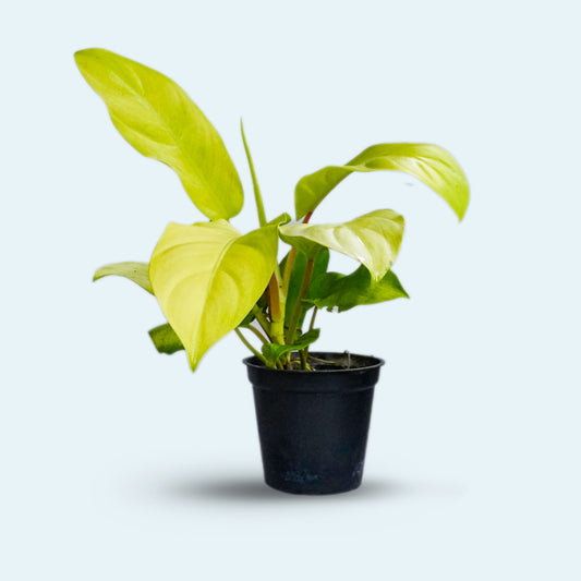Philodendron Neon Houseplant