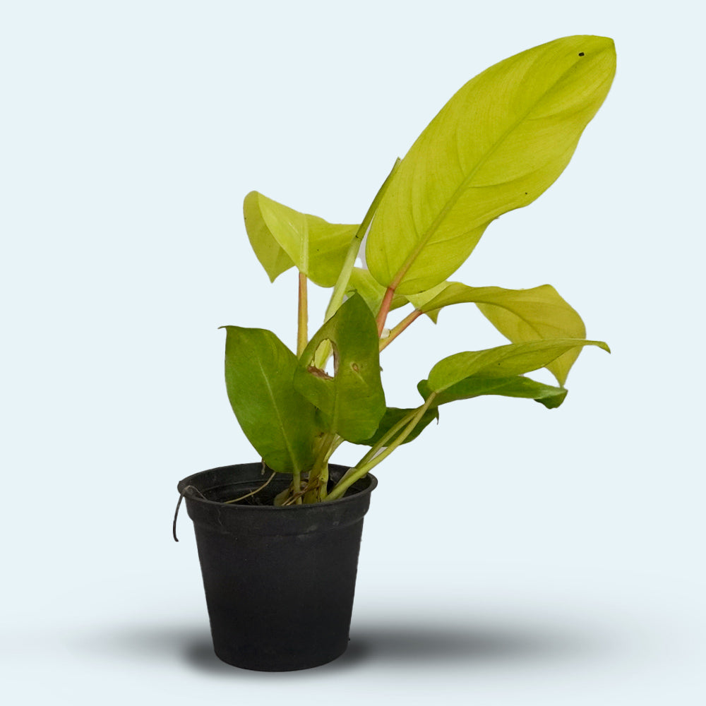 Philodendron Neon Houseplant
