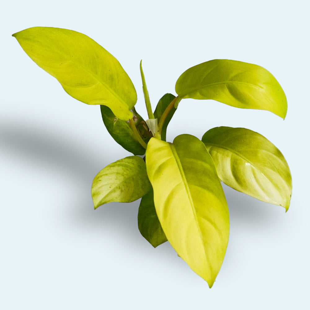 Philodendron Neon Houseplant
