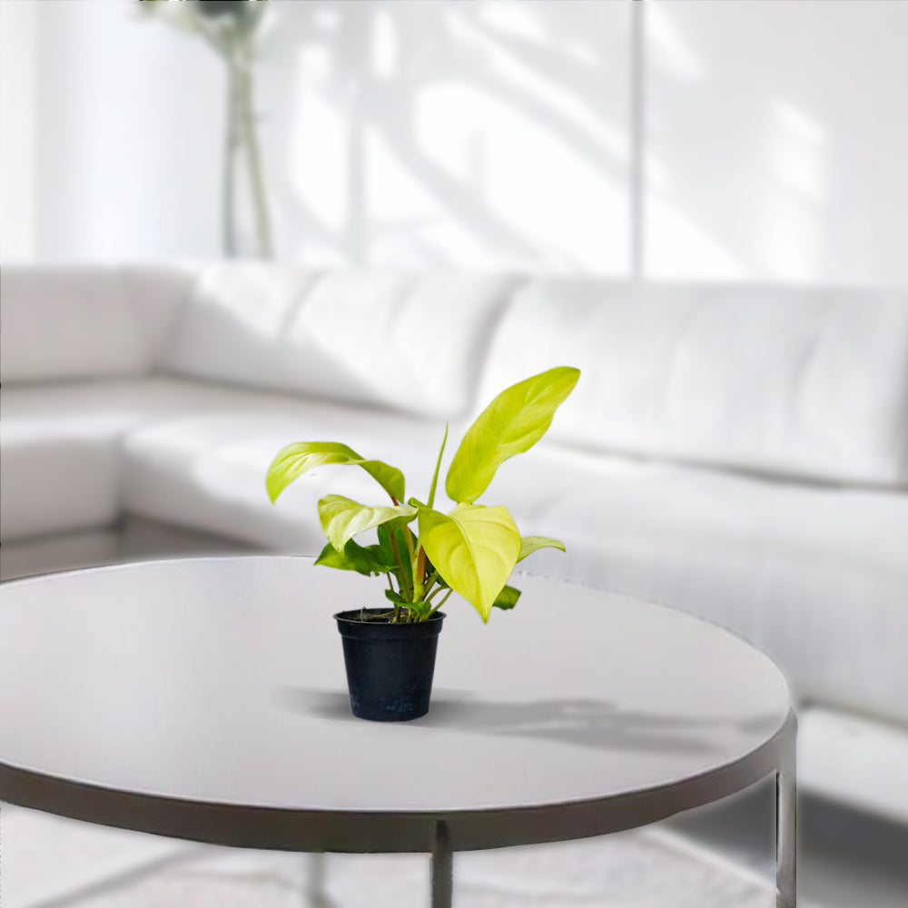 Philodendron Neon Houseplant