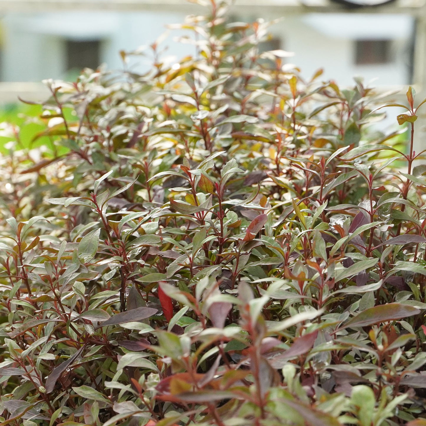 Ponnamkanni cheera-well rooted, 3 weeks old, Alternanthera sessilis Brand: Generic