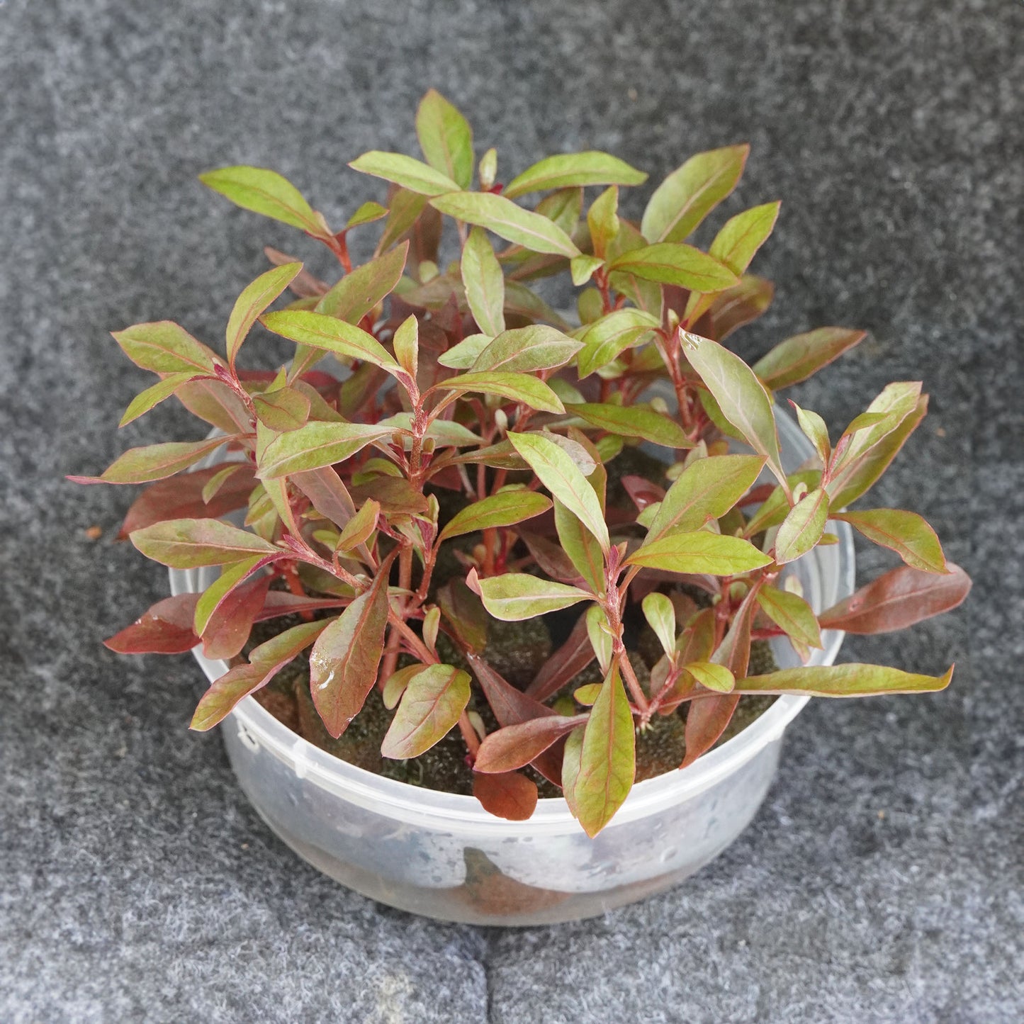 Ponnamkanni cheera-well rooted, 3 weeks old, Alternanthera sessilis Brand: Generic