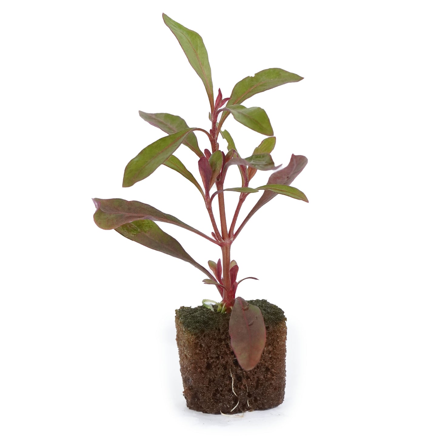 Ponnamkanni cheera-well rooted, 3 weeks old, Alternanthera sessilis Brand: Generic