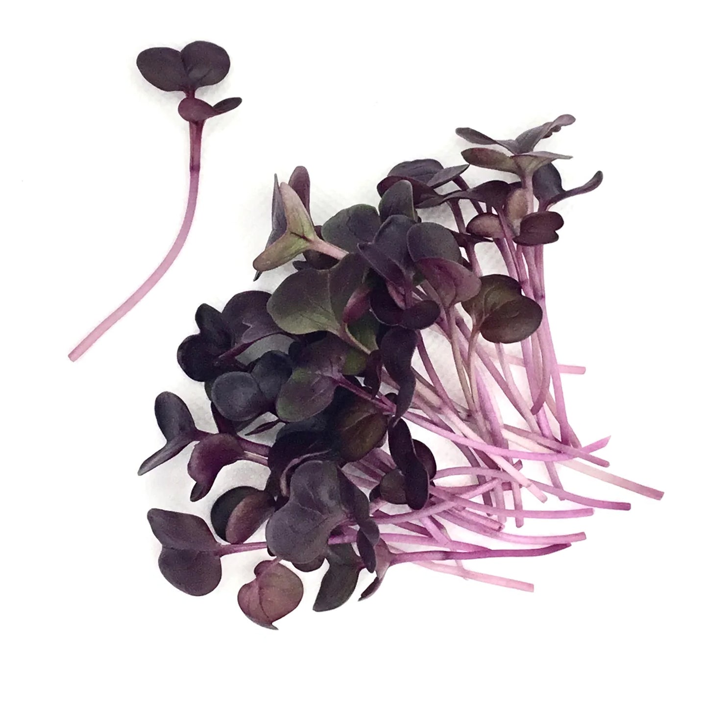 RADISH PURPLE SANGO Microgreen Seeds | 50gm | Open Pollinated, Non Treated, Non GMO Seeds | 90% Germination