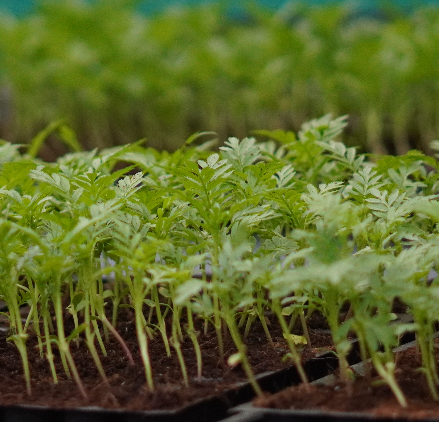 Marigold Seedlings – Orange & Yellow COMBO (2 Weeks Old Hybrid Plants)
