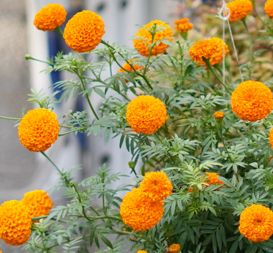 Marigold Seedlings – Orange  (2 Weeks Old Hybrid Plants)
