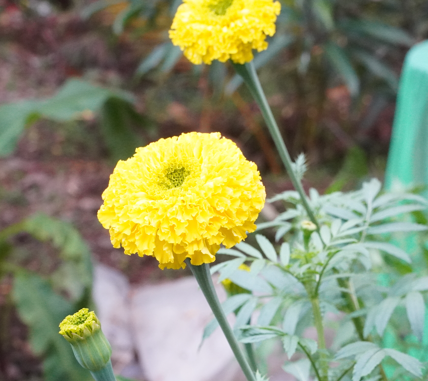 Marigold Seedlings – Orange & Yellow COMBO (2 Weeks Old Hybrid Plants)
