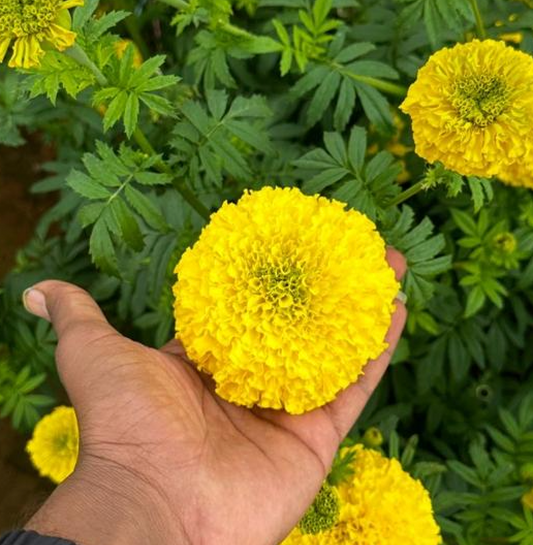 Marigold Seedlings – Yellow  (2 Weeks Old Hybrid Plants)