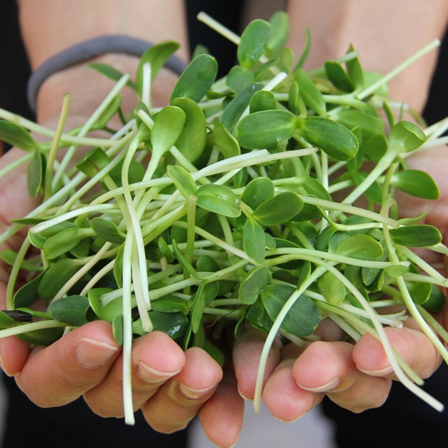SUNFLOWER Microgreen Seeds | 50gm | Open Pollinated, Non Treated, Non GMO Seeds | 90% Germination