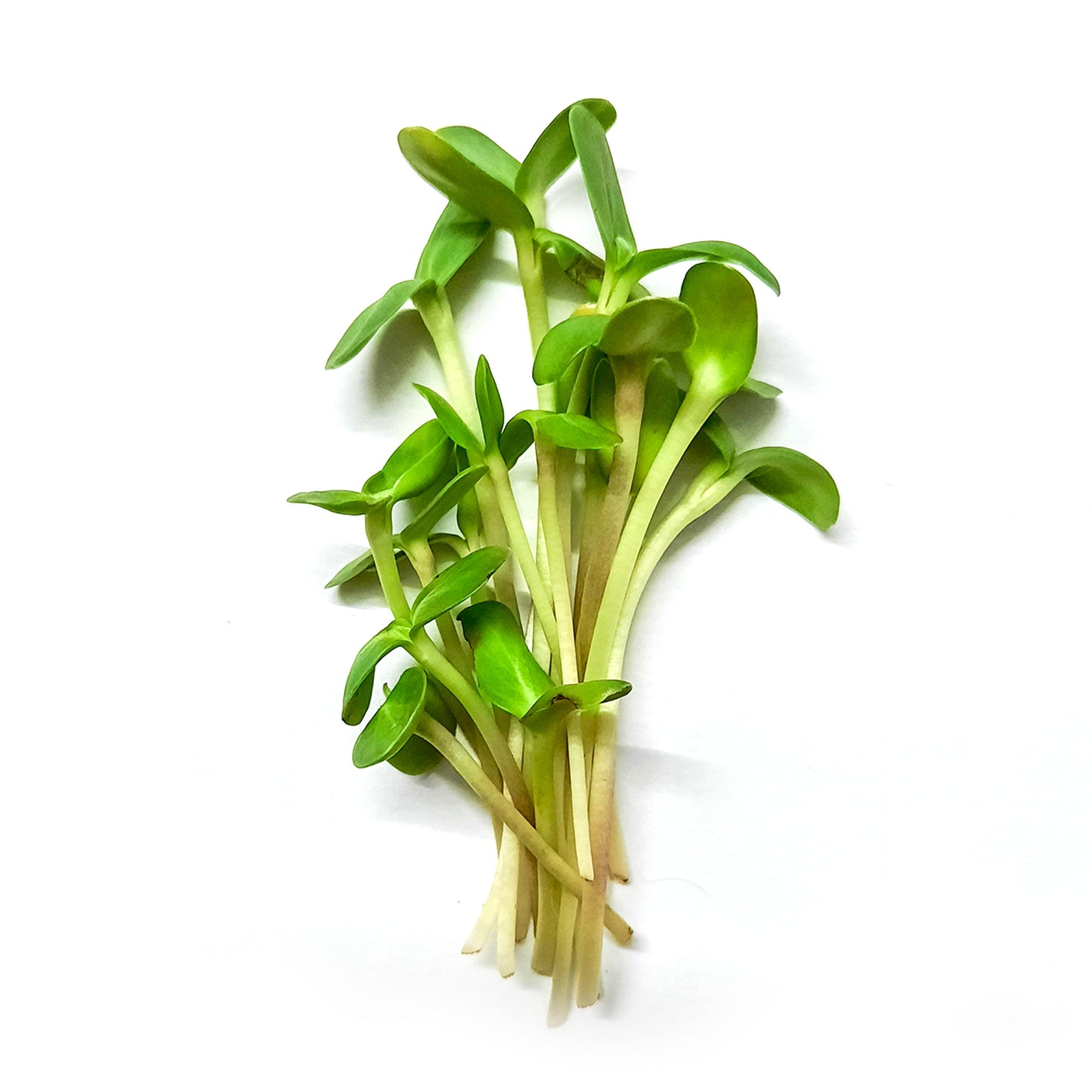 SUNFLOWER Microgreen Seeds | 50gm | Open Pollinated, Non Treated, Non GMO Seeds | 90% Germination
