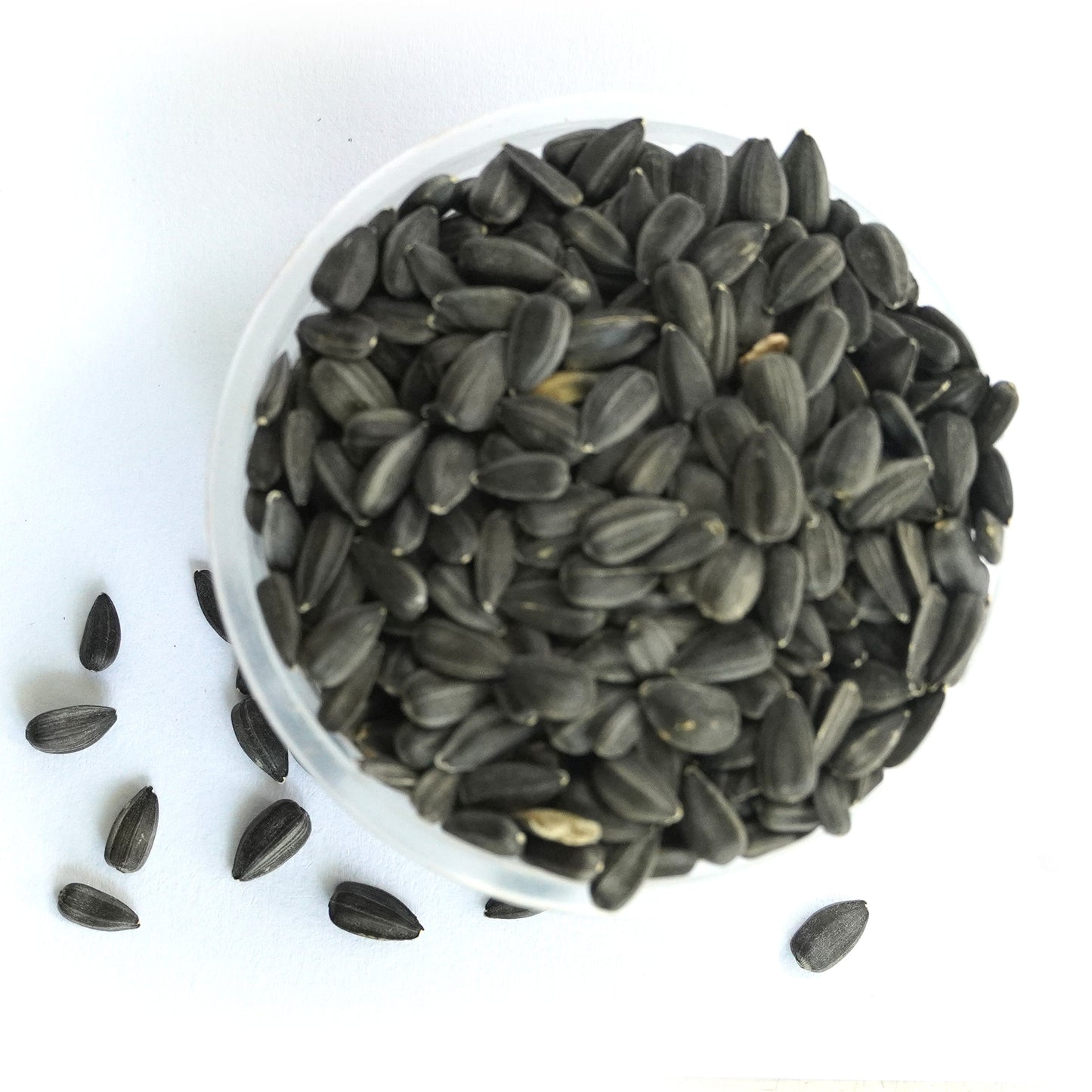 SUNFLOWER Microgreen Seeds | 50gm | Open Pollinated, Non Treated, Non GMO Seeds | 90% Germination