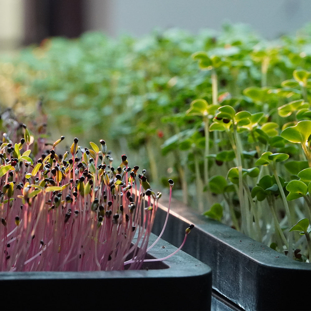 Heavy-Duty Shallow Microgreen Tray 10x20 inch – Stackable & Reusable