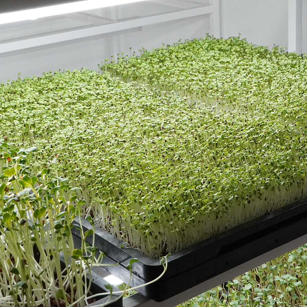 Heavy-Duty Shallow Microgreen Tray 10x20 inch – Stackable & Reusable