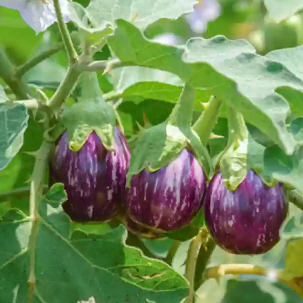 Brinjal vegetable Seeds hybrid - 100 seeds