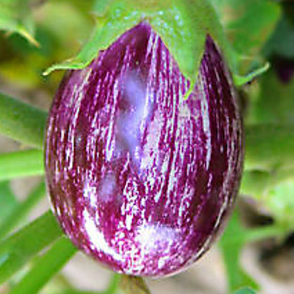 Brinjal vegetable Seeds hybrid - 100 seeds
