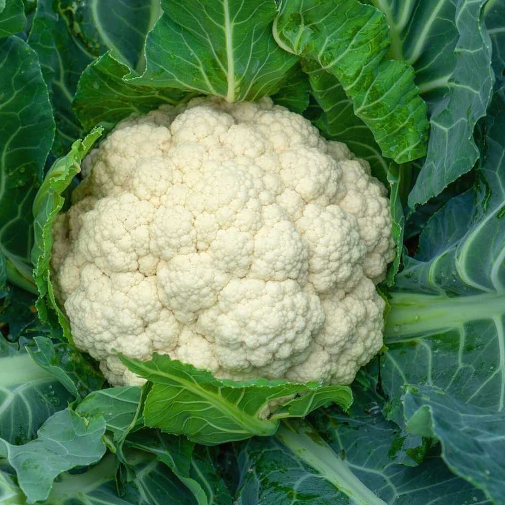Cauliflower Seeds Hybrid - 100 seeds