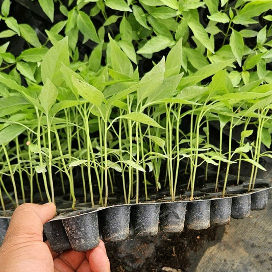 Green chilly seedlings-well rooted, 3 weeks old, Brand: Sierra