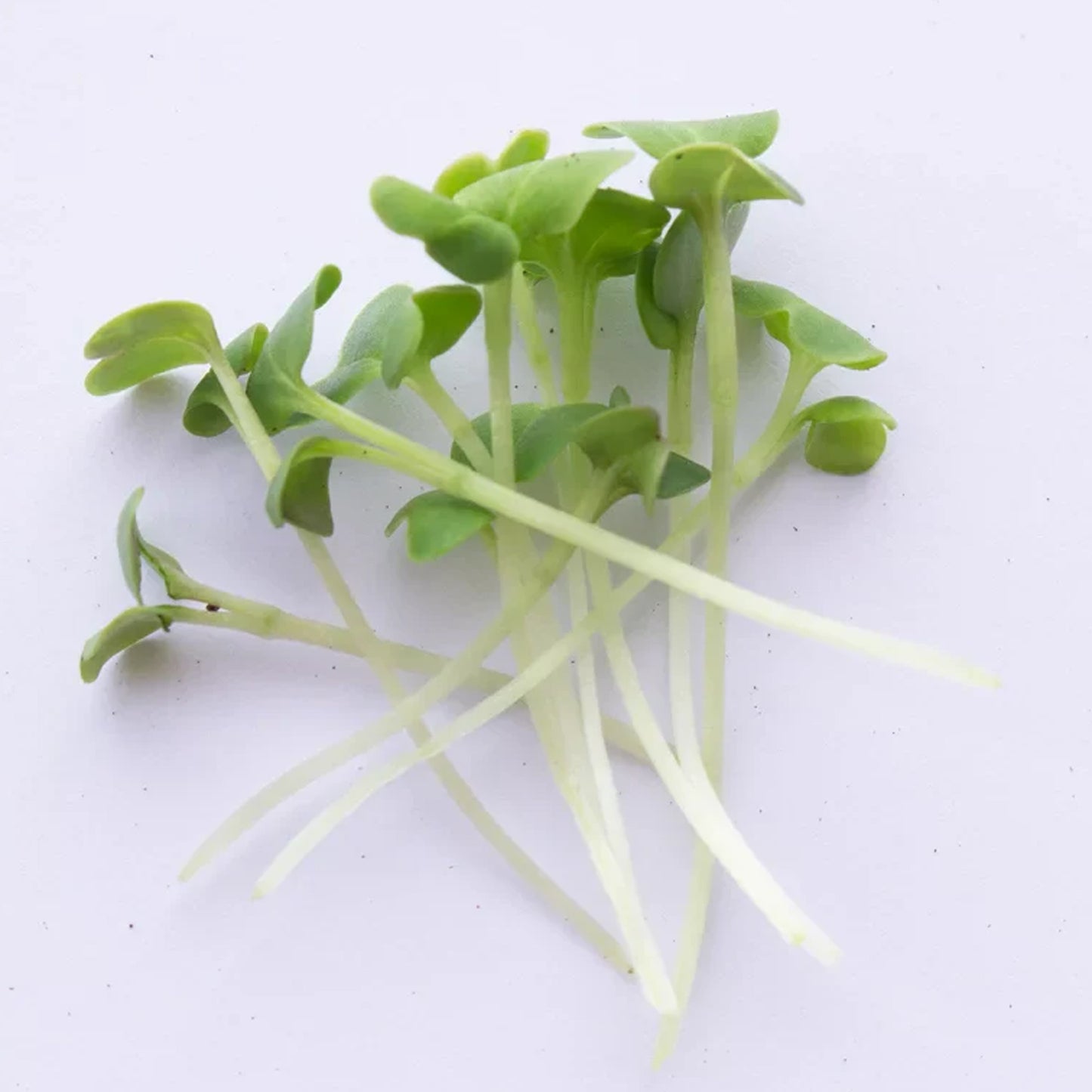 CABBAGE CHINESE Microgreen Seeds | 50gm | Open Pollinated, Non Treated, Non GMO Seeds | 90% Germination