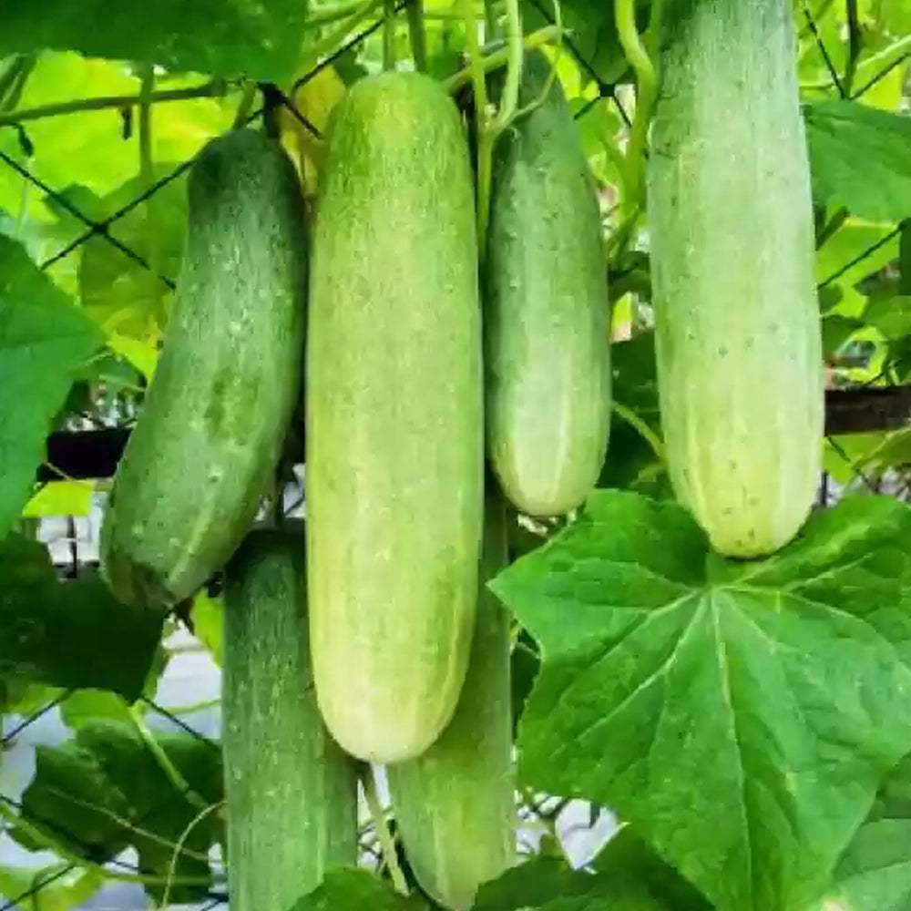 Cucumber Salad Hybrid - 20 seeds