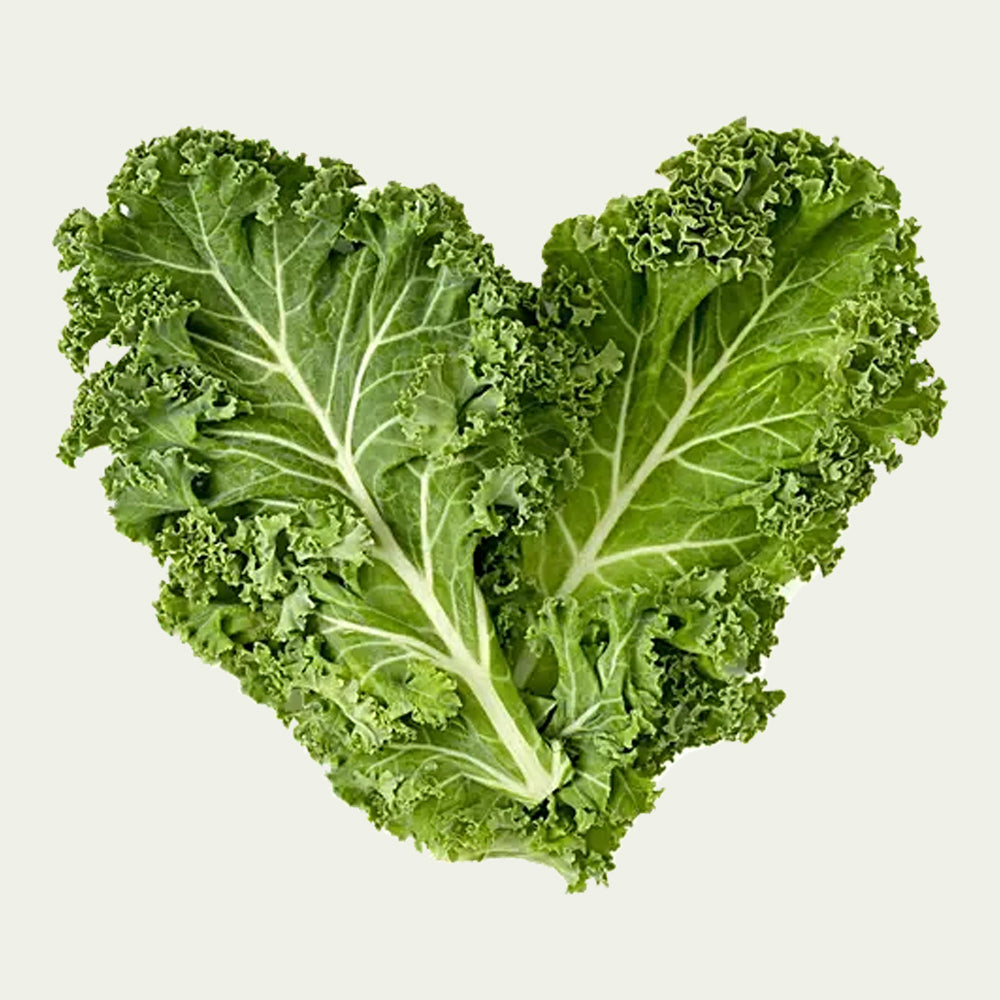 Curly Kale Hybrid - 100 seeds