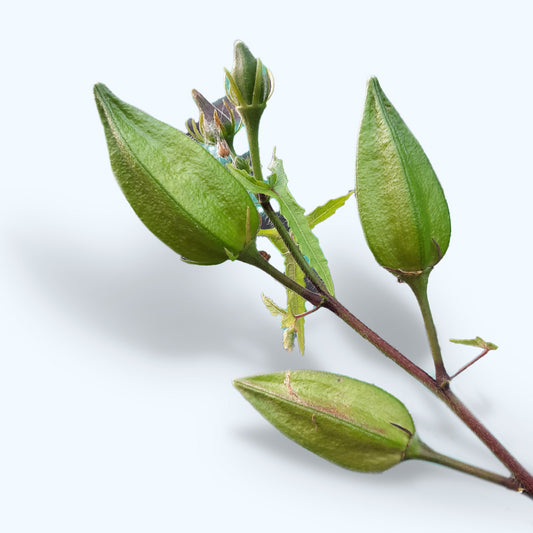 Kasthuri venda, Bendhi, Okra, Ladies Finger - 50 seeds