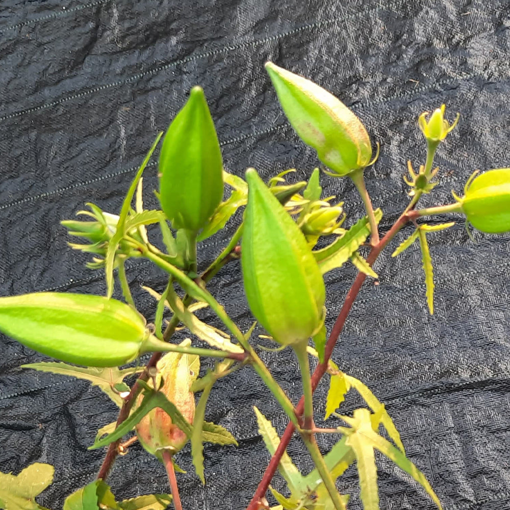 Kasthuri venda, Bendhi, Okra, Ladies Finger - 50 seeds