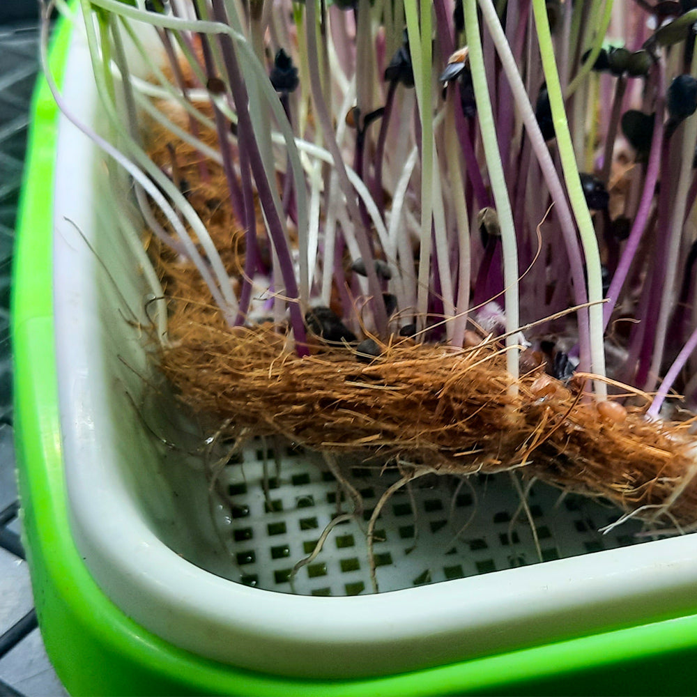 Microgreens Coco mat 10in x 20in Set of 10pc, 12mm Thick mat, Perfect for Microgreens, Natural Product