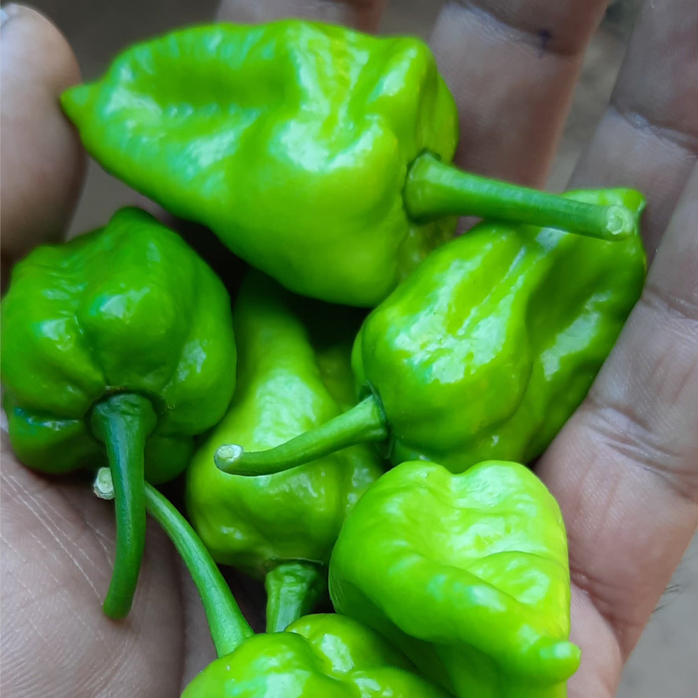 Odamkolli Chilli (Super hot chilli) / Karanampotti chilli